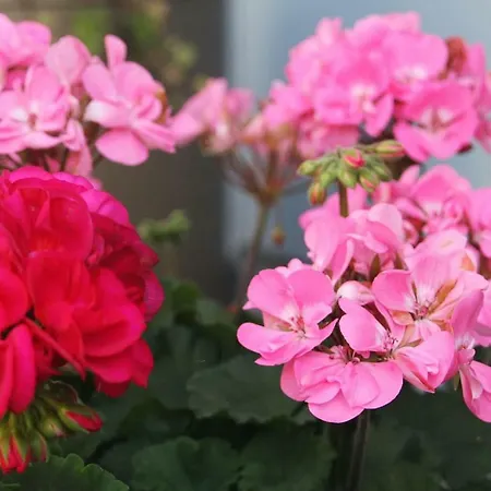 Gartenzimmer Apartamento