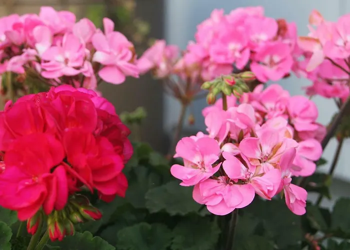 Gartenzimmer Appartamento